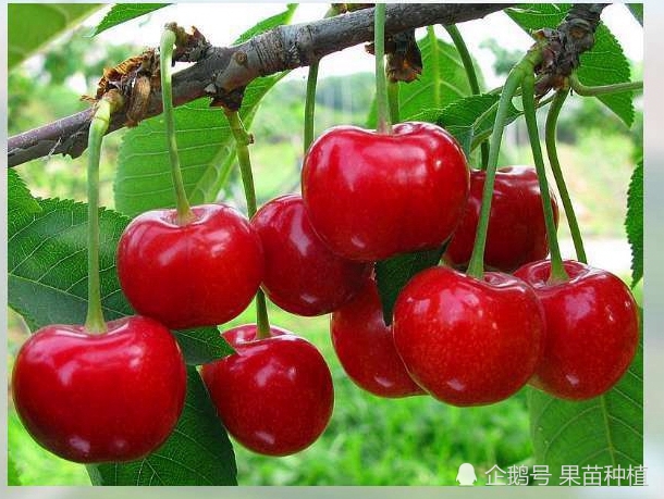 矮化樱桃苗合理搭配授粉树,提高大樱桃产量及品质!
