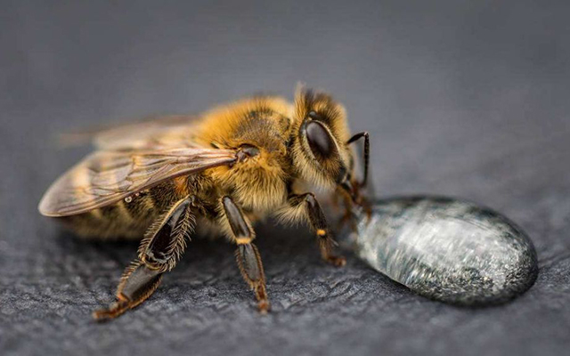蜂农在培育蜂王过程中,应注意什么?