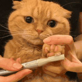抚摸后可能会被猫咪攻击的部位正常的猫咪不会主动攻击主人,但假如