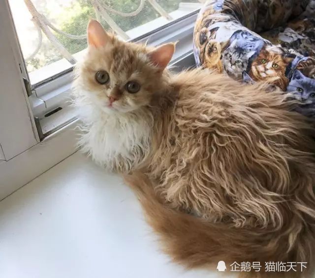 拉波卷毛猫,卷毛基因突变,短毛家猫突变种,基因多样性,健康猫种