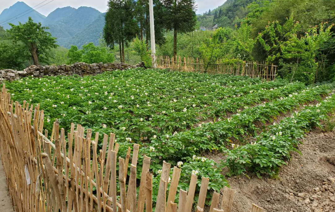 菜园,关寨镇,坝村,乡村,猕猴桃,马铃薯