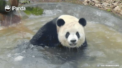 变回白胖子