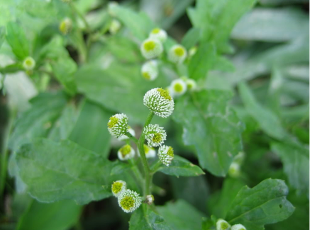 荒野维生野菜系列——鱼眼草