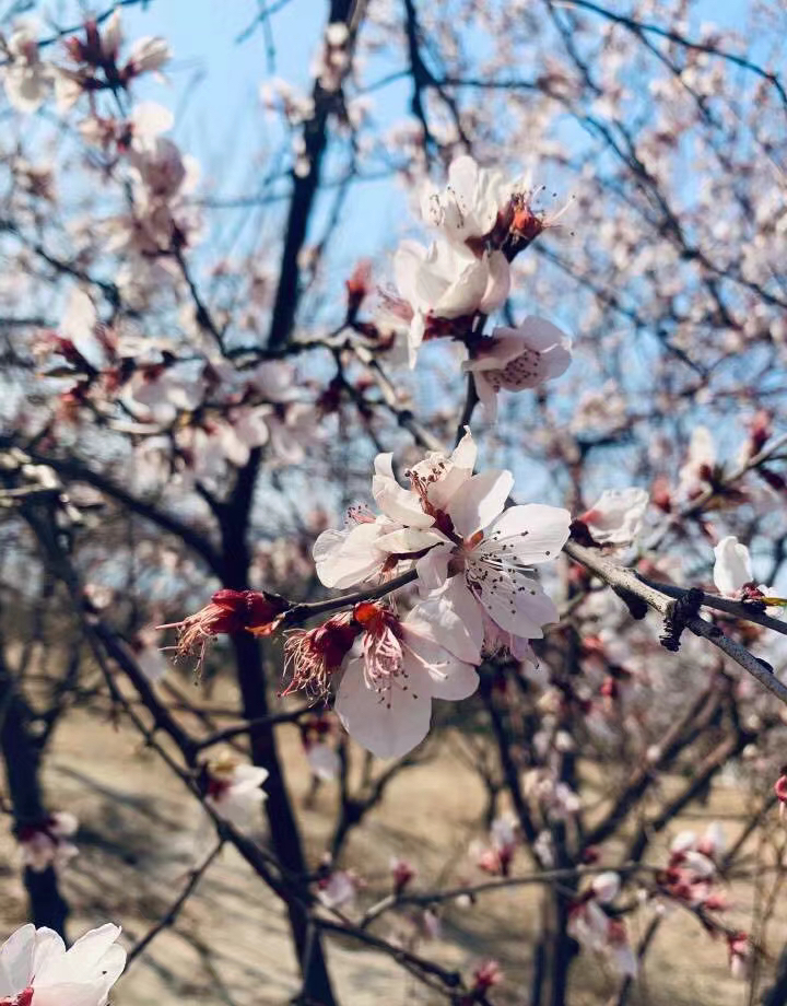 人间四月芳菲尽,大林寺桃花始盛开