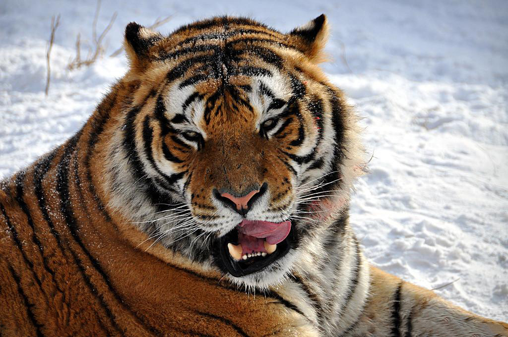 东北虎vs非洲狮,谁是真正的猫科动物之王