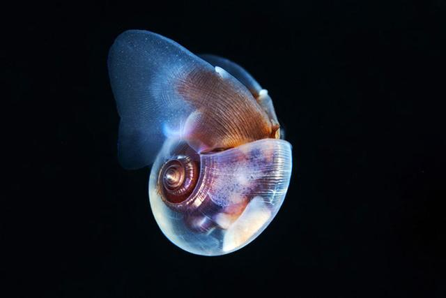 罕见,海洋生物,照片