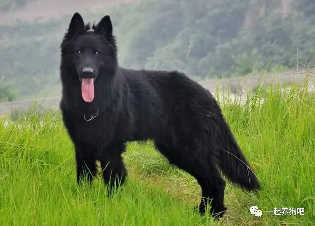 2,荷兰牧羊犬