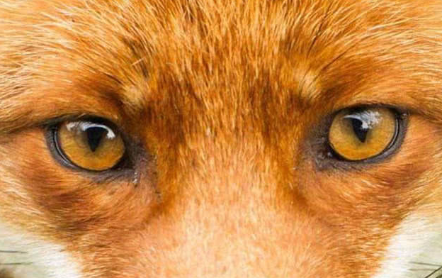 心理测试:三双眼睛,你认为哪双才是狗眼?一秒看穿你智商的高低!