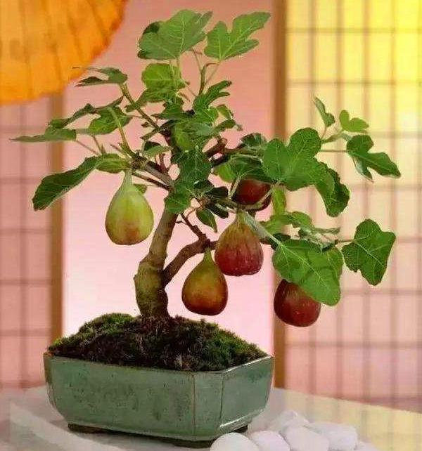 家庭盆栽养殖:种植几盆无花果,既能吃又能看,老人孩子