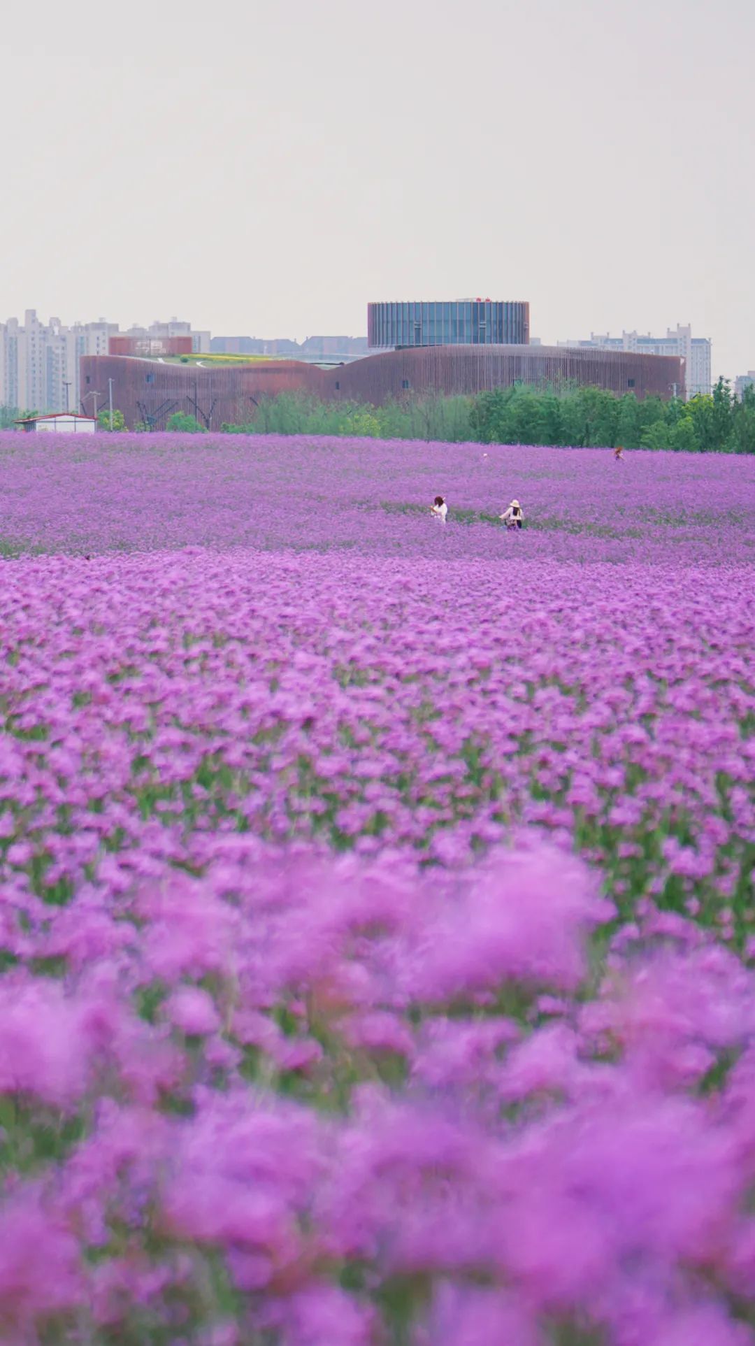 花展谢幕,马鞭草花海依旧绚烂,来寻找属于你的浪漫紫色之梦吧