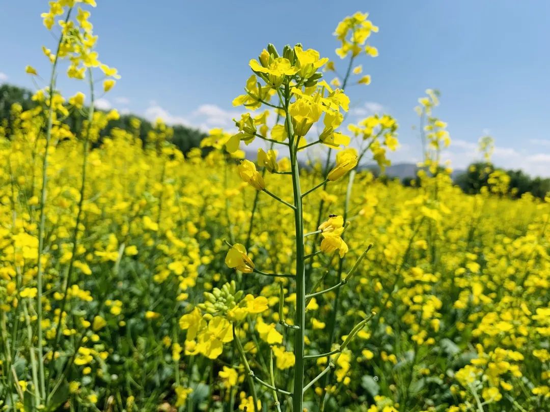 赴一场油菜花事