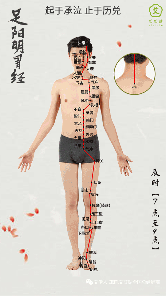 足阳明胃经腹痛,肠鸣,泄泻,便秘,齿痛,鼻流清涕或出血,本经循环部位