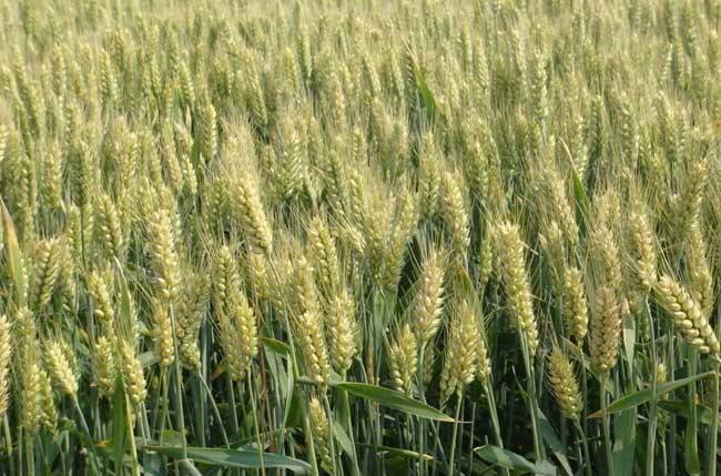 小麦丛矮病的危害与防治