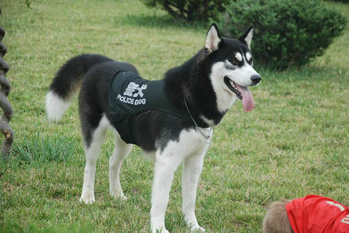 特警挑战训练哈士奇做警犬,训练结果让特警怀疑人生