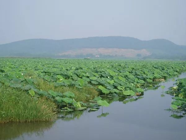 一碗来自湖北洪湖的藕粉,代餐吃它满足又不怕胖!