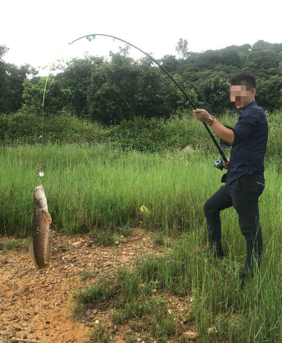 "泰国黑鱼"入侵南方水域,体型大,很凶猛,鳞片刀砍不动