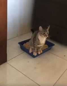 猫咪拉屎表情100分姿势100分结局0分