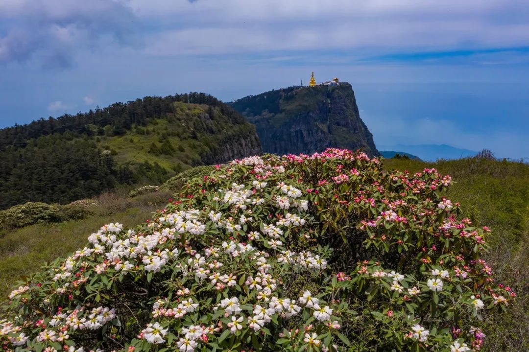 峨眉山,金顶,杜鹃花,万佛顶