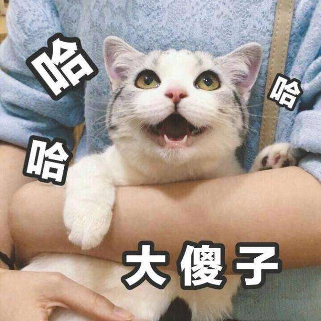 今天依然是任性的小公举～猫咪表情包