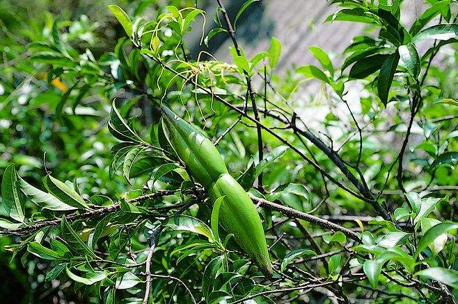 山间一野草,农人称之为"断肠草",浑身上下都含毒,遇见