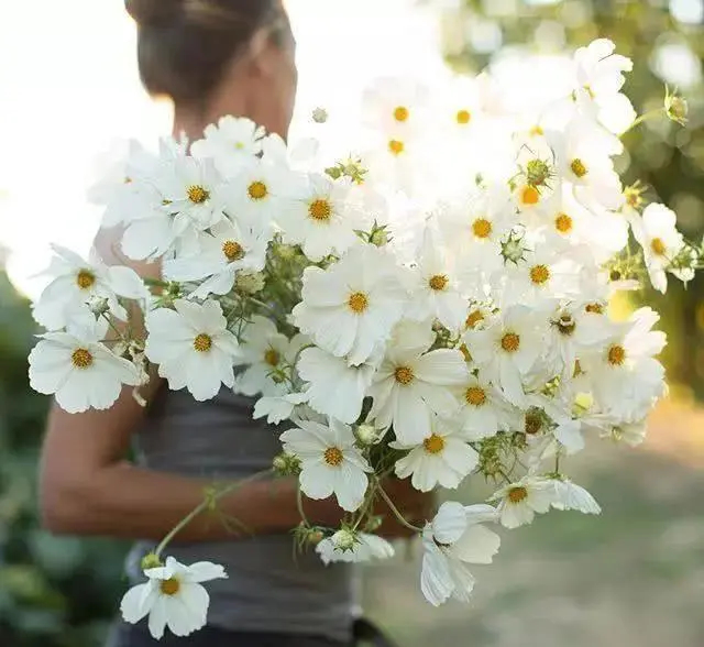 心理学:四束鲜花,哪束最符合你的气质?测你在前任心中