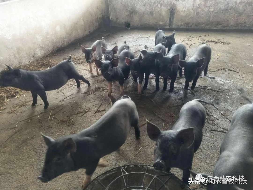 小型猪场与散养户如何运用中草药等措施来防控非洲猪瘟,实战操作大量