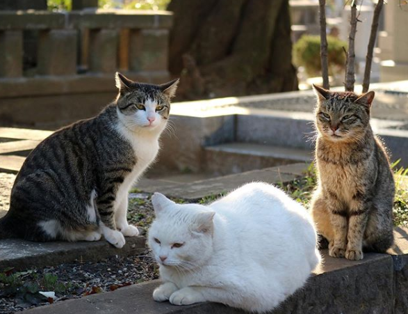 喂养流浪猫,没想到它将小猫都带了过来,猫:我们现在都