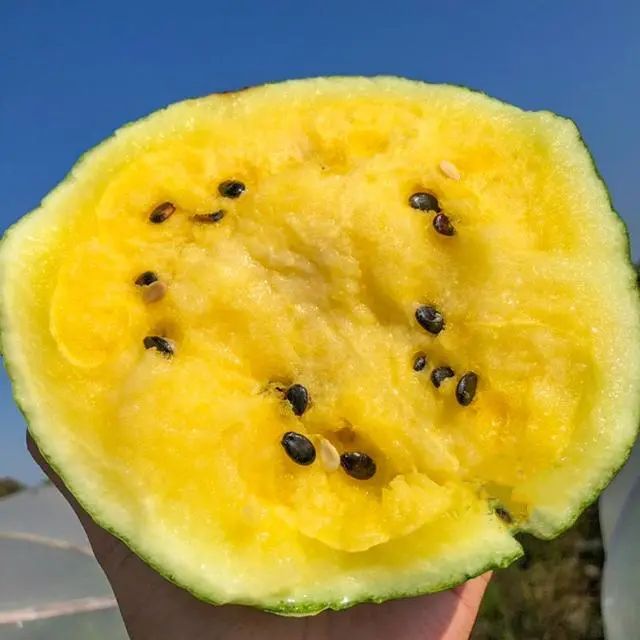 迷你黄心小西瓜品种!外观极美,口感清爽脆甜,很美味