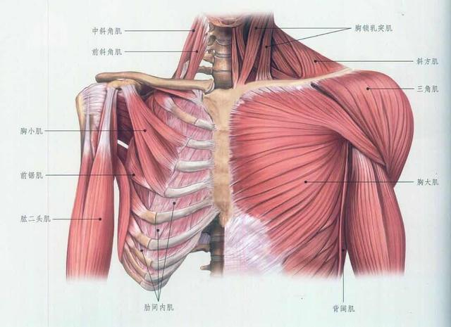 3, 胸肌训练的几个简单动作; 一,基本知识 位置:胸大肌在胸廓前上部