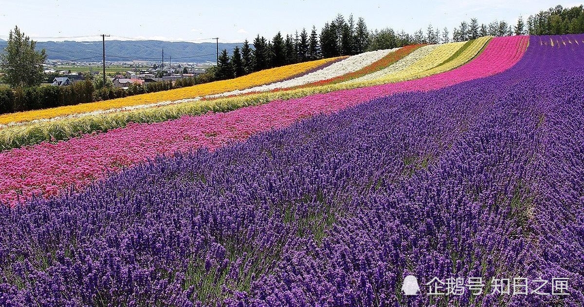 日本北海道,青之池,旅游旅行,自然风景,薰衣草田