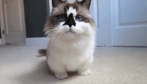 猫咪,法国,波斯猫,异国短毛猫,布偶猫,加拿大无毛猫,法国蓝猫,沙特尔
