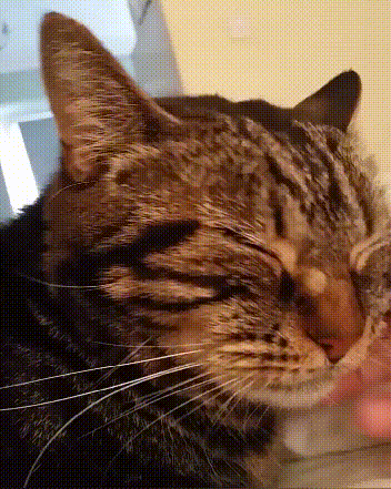 狸花猫被流浪猫"群殴",女子解围后它主动上门,如今活得像条狗