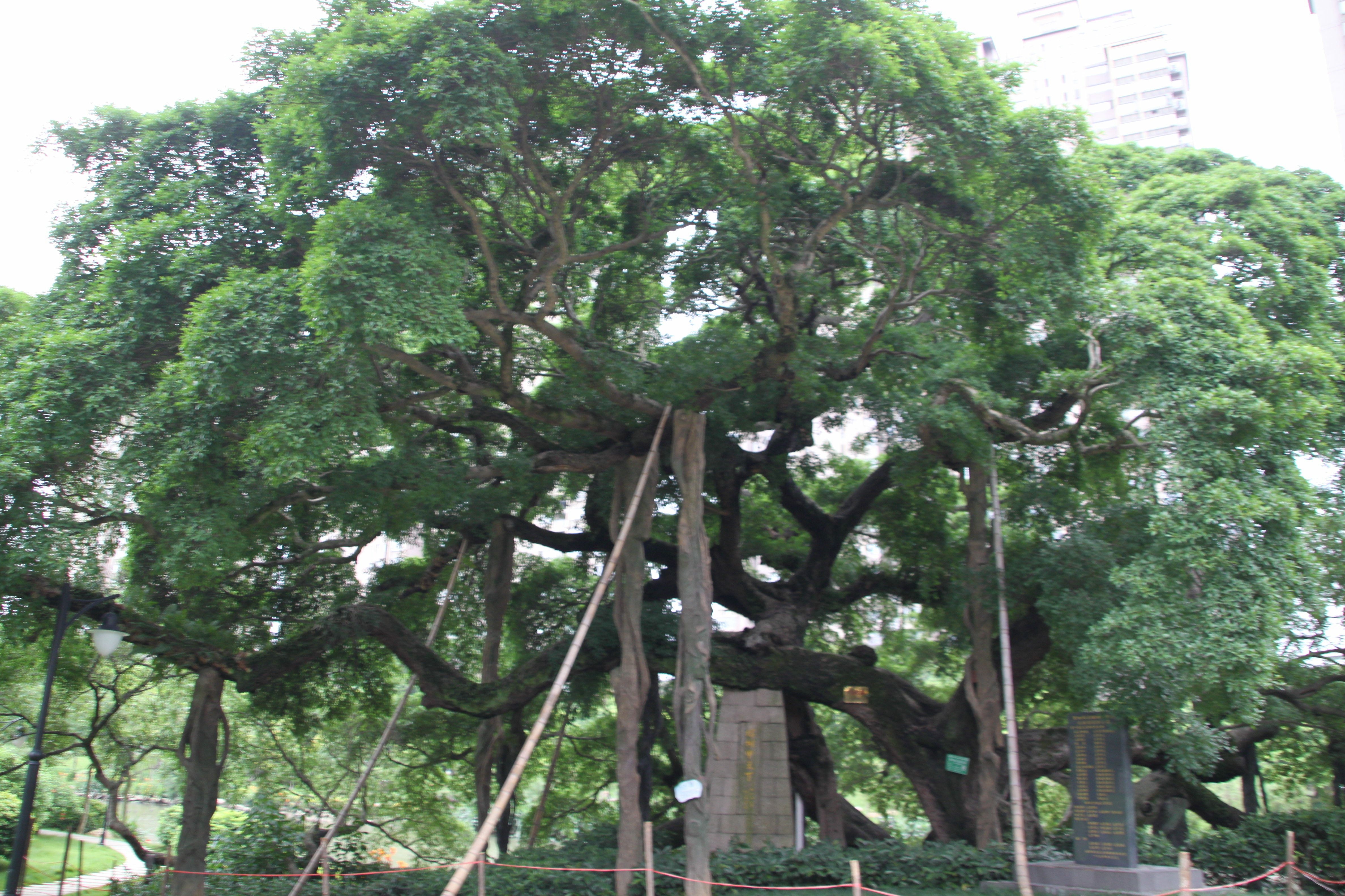 福州流花溪公园,曾今是垃圾遍地,现在是绿树成荫