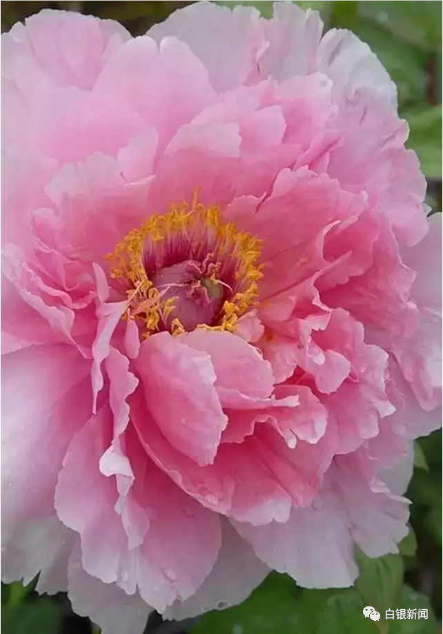 牡丹,桃花,会宁,牡丹园