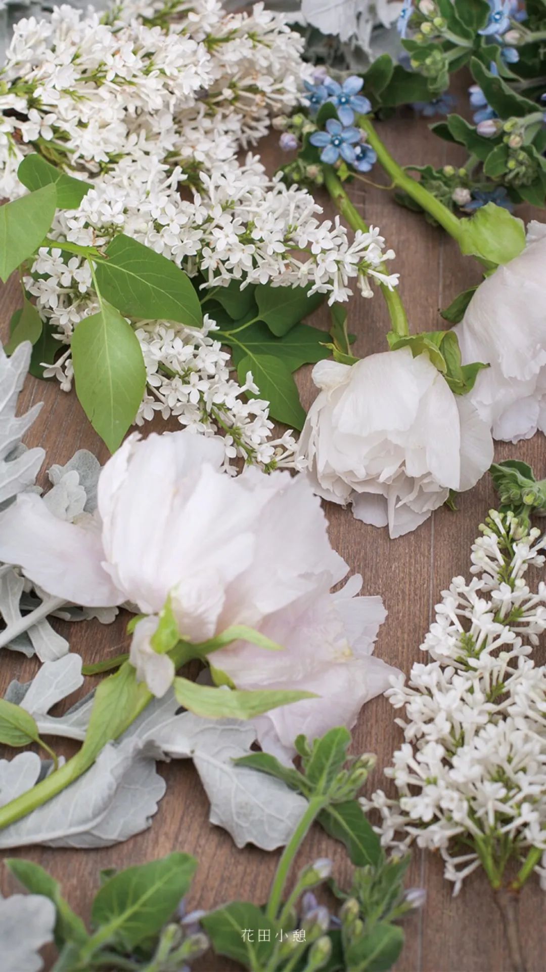 手机壁纸站 文艺花朵系列