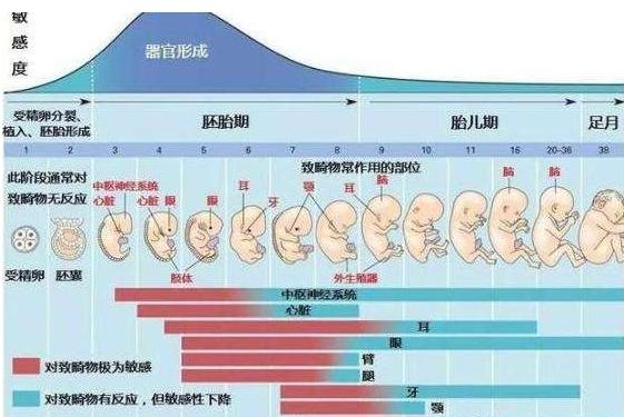 胎儿待在孕妈肚里10个月,但"智力"只在这3周发育,孕妈