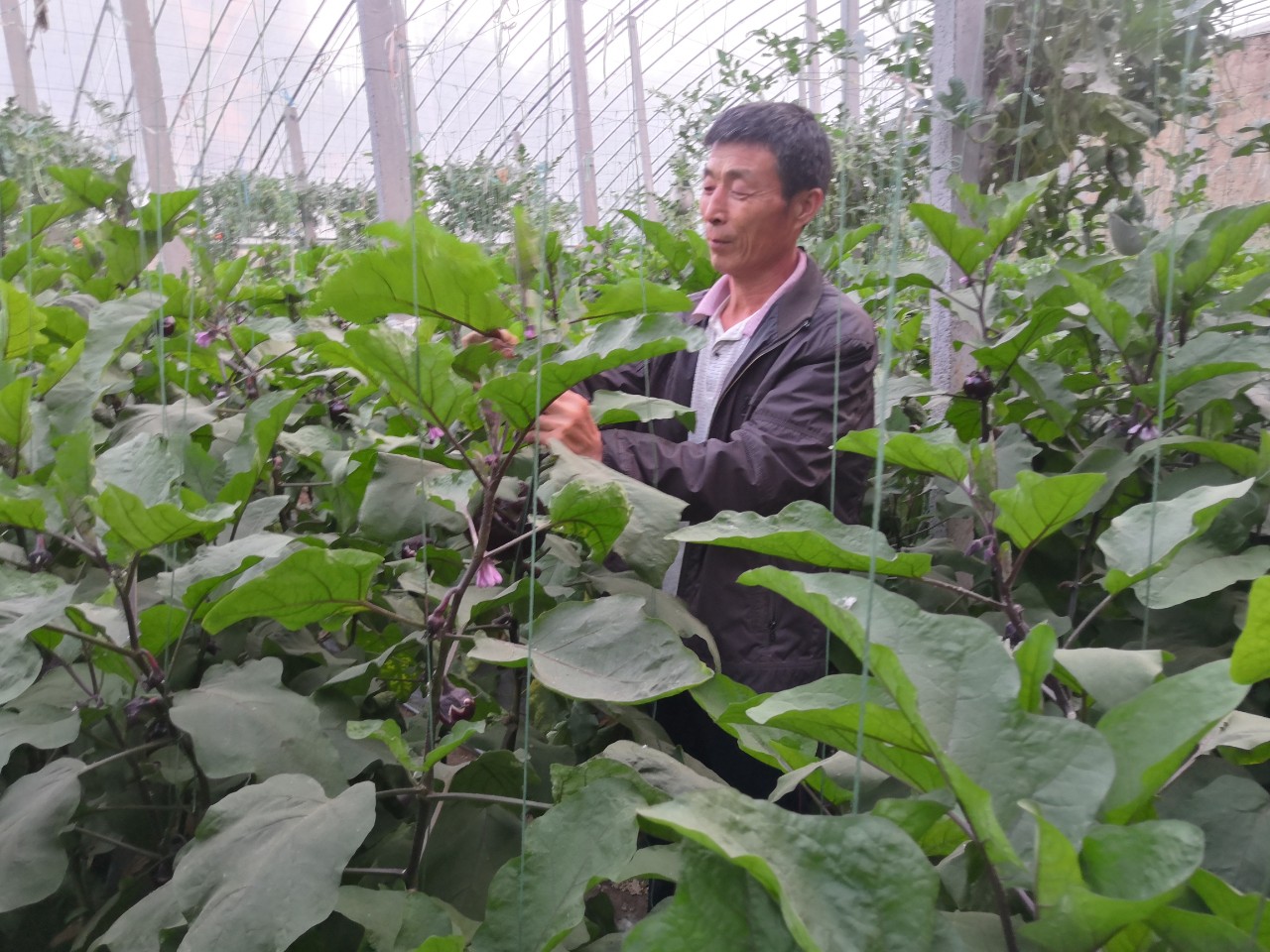 寿光市,农产品质量安全,蔬菜大棚,桑英德,新华号,肥料