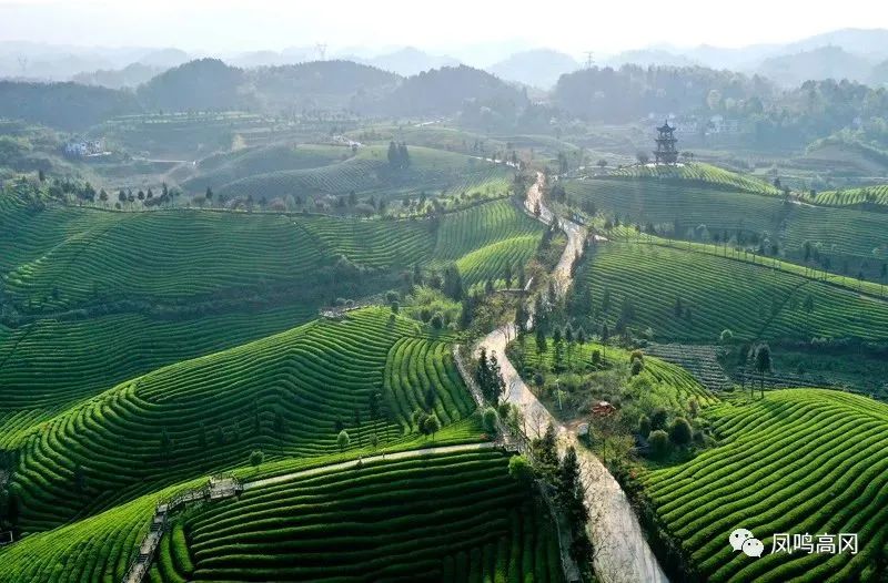 这里是茶海之心,凤冈锌硒茶的故乡.