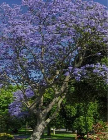 蓝花楹树