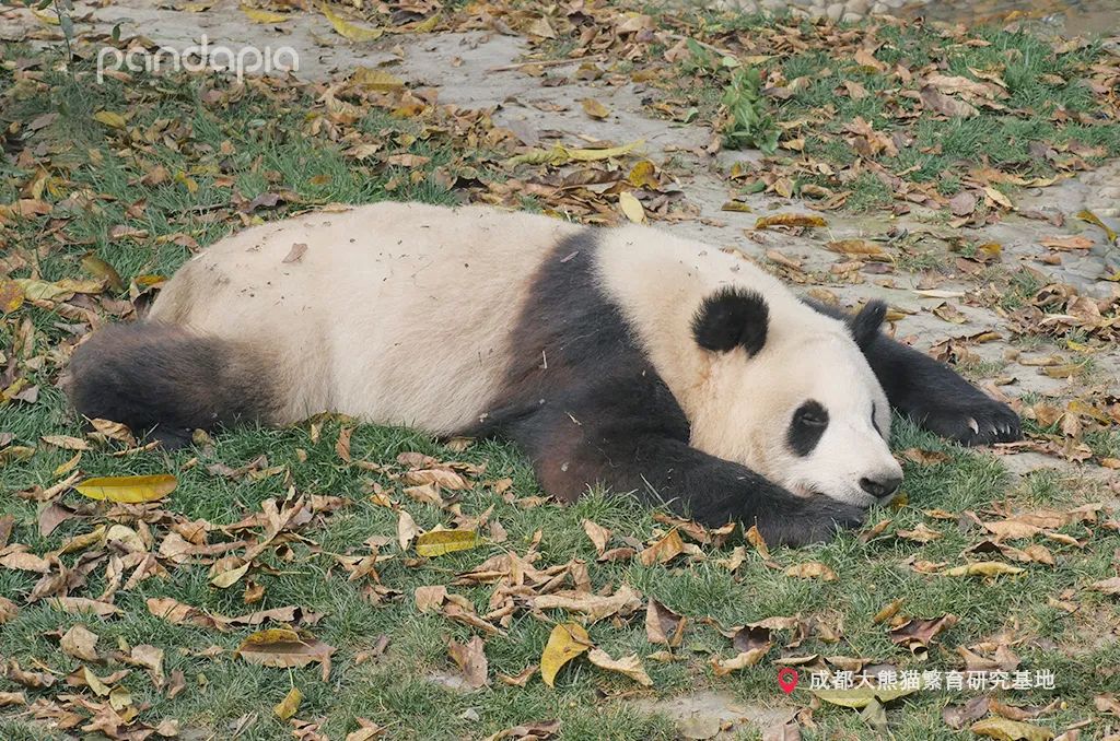 熊猫为何如此萌萌哒?除了会吃,还要会睡