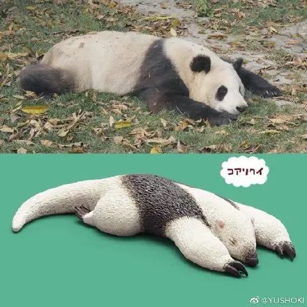 熊猫为何如此萌萌哒?除了会吃,还要会睡