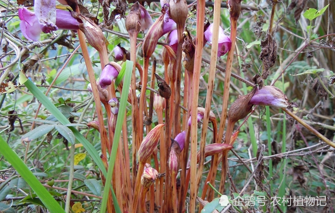 东野菰,野草,寄生物,农村,花朵