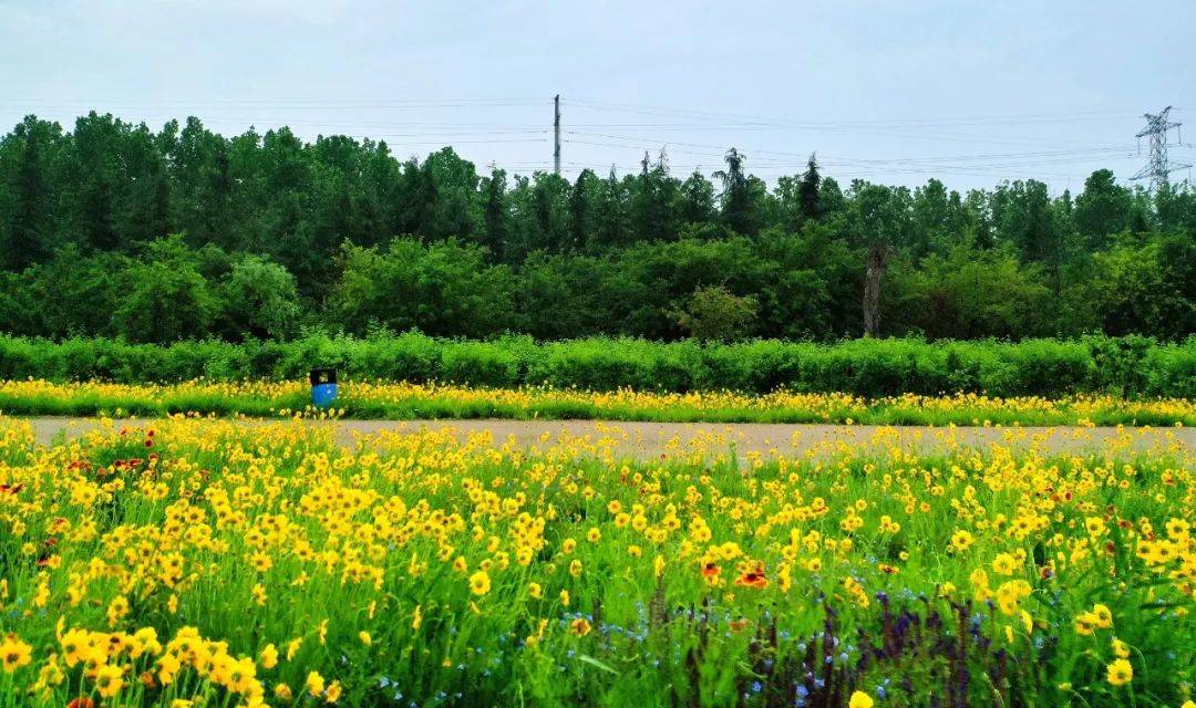 花已成海,趁花期正盛赶快打卡潍坊北辰绿洲湿地公园