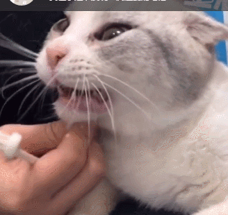 做个这年头的喵星人也太难了吧看完笑喷哈哈哈哈哈哈