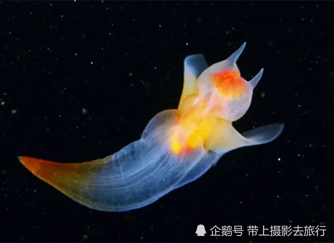 海洋生物,摄影师,俄罗斯,冰海天使