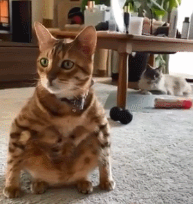 萌宠,可爱,猫咪,搞笑