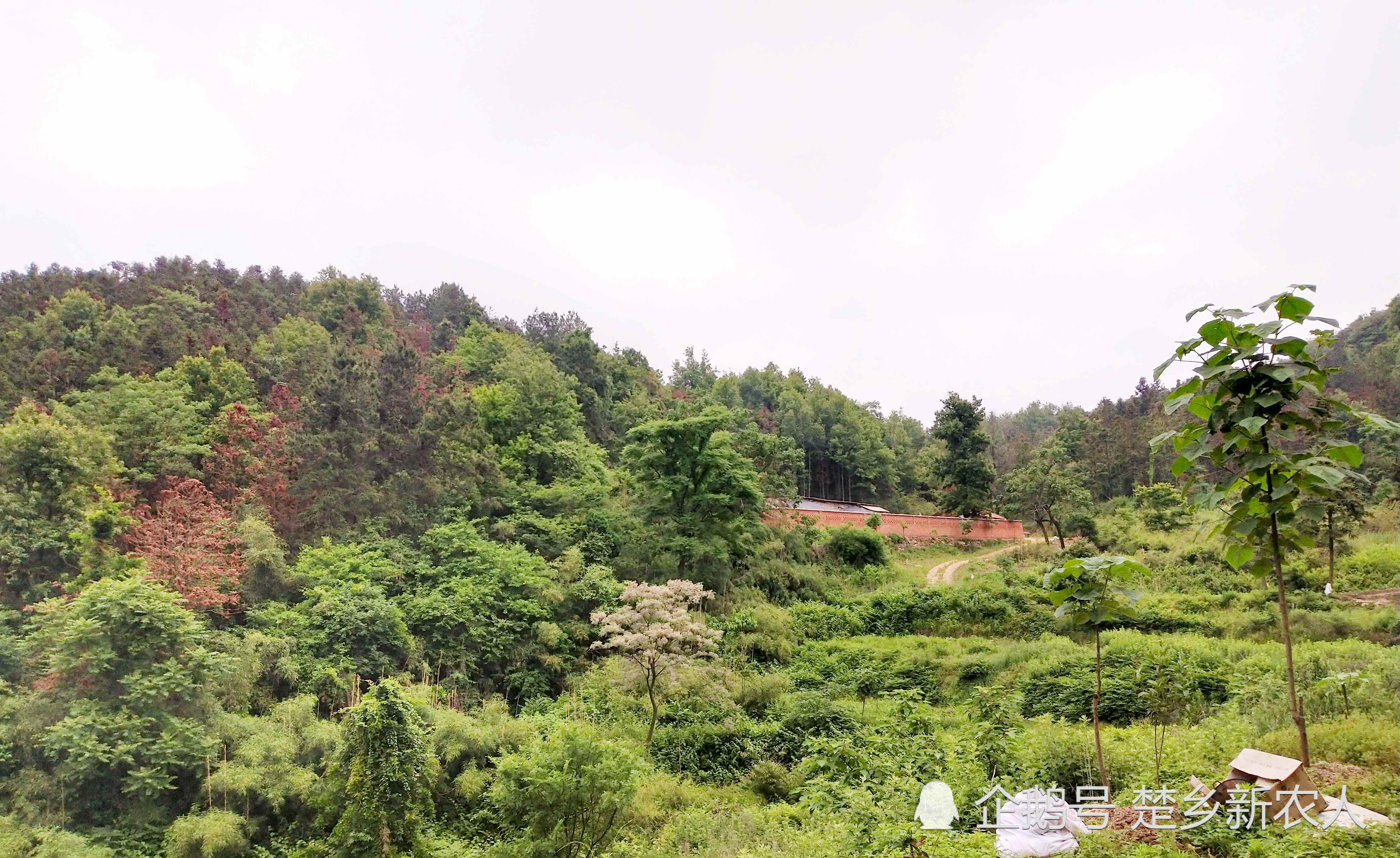 湖北麻城乡村掠影:初夏风景美艳绝伦,红色之乡农民今日奔向富裕幸福