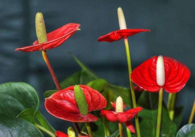 红掌花形独特,花色艳丽,做好水肥管理,一年四季花开不