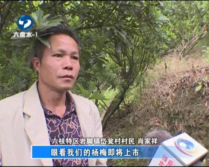 岱瓮村,杨梅树,六枝特区,岩脚镇,杨梅林,挂果