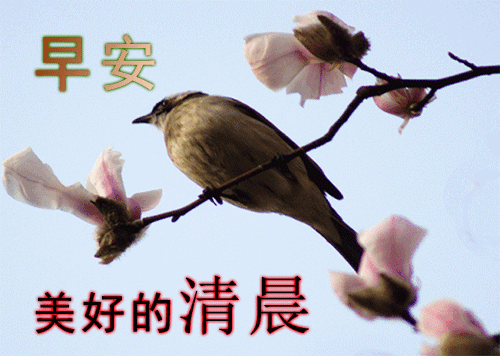 漂亮早安祝福问候语动态表情图片2021年暖心早晨好问候祝福短信